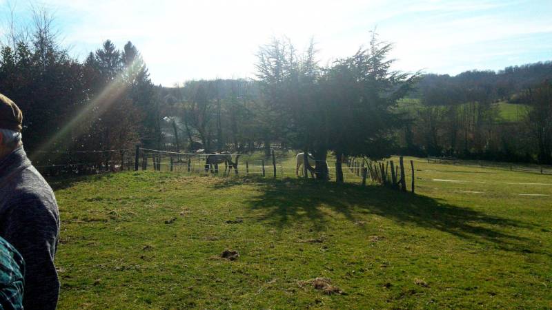Les chevaux sont restés, bonne augure - The horses stayed, good omen. - Jam Hall